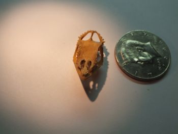 Media type: image;   Herpetology R-18364